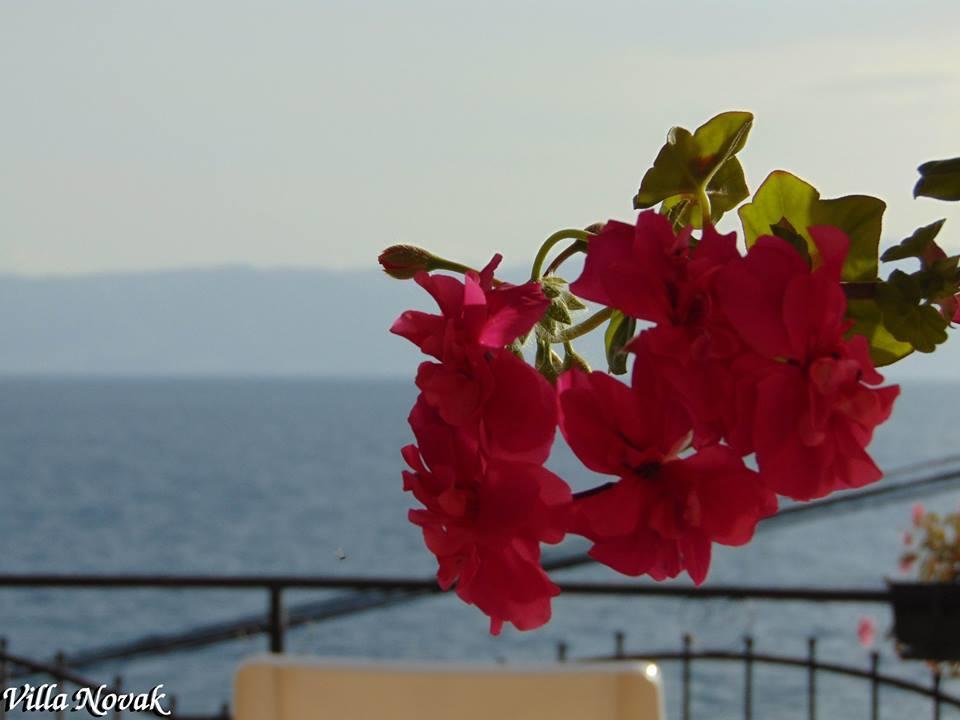 Villa Novak Ohri Dış mekan fotoğraf